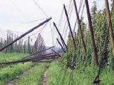 Bouře způsobila poničení chmelnic