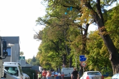 Rakovník ošetří památnou alej 